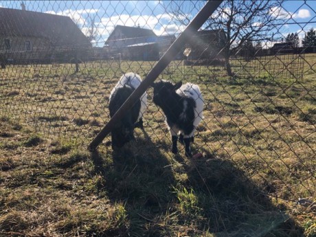 146177925_421988049051515_41130149603247051_n